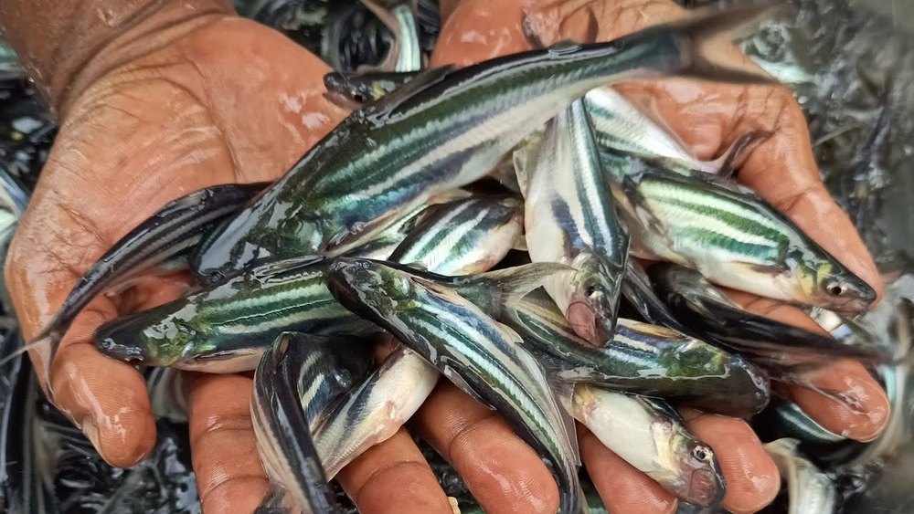 Pangasius Fish Seed, 30 Degree C, Packaging Size: 5 Kg