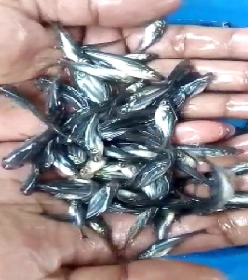 Pangasius Fish Seed, 20-30 Deg C, Packaging Size: 5 Kg