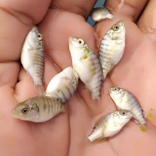 Tilapia Fish Seed, 30 Degree Celsius, Packaging Size: 18 X 20 Inch Box
