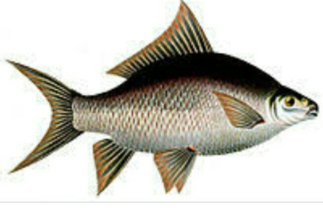 Catla carp Fish Seed