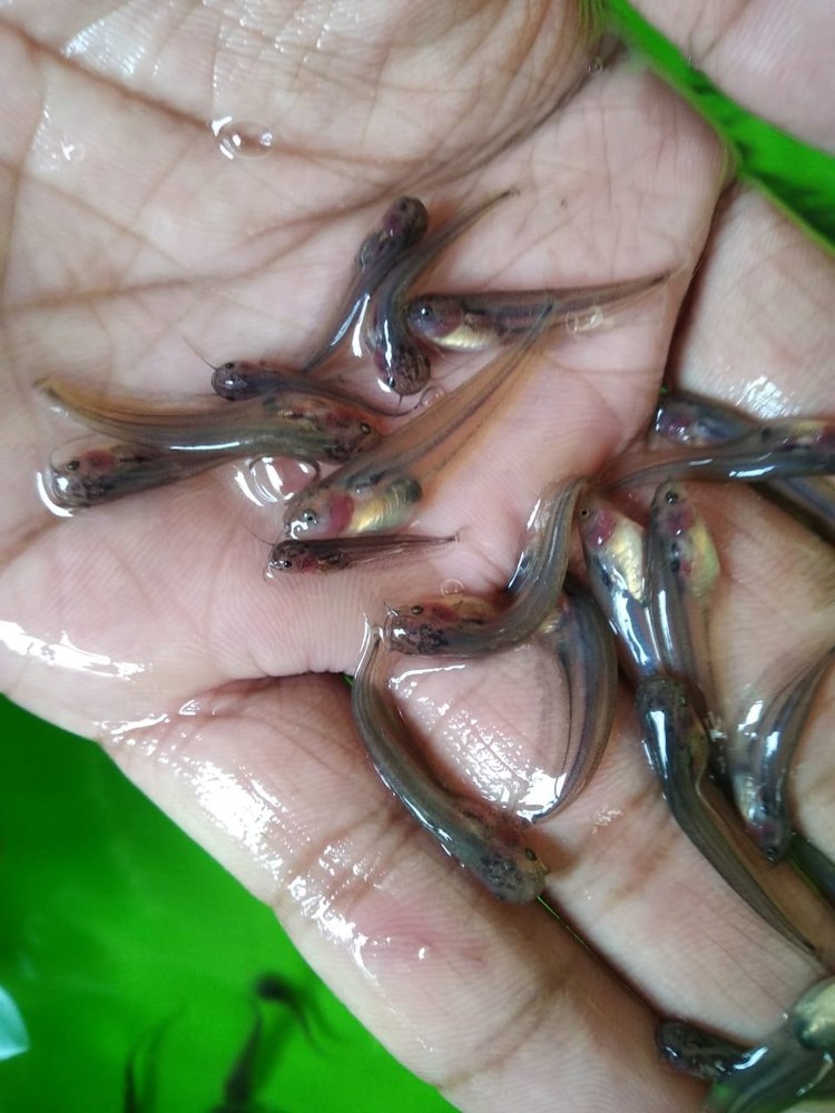 Pabda fish, Packaging Size: 25 kg