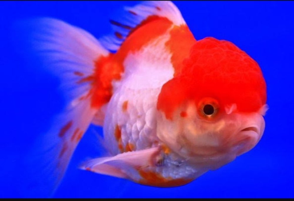 Gold Fish Lion Head