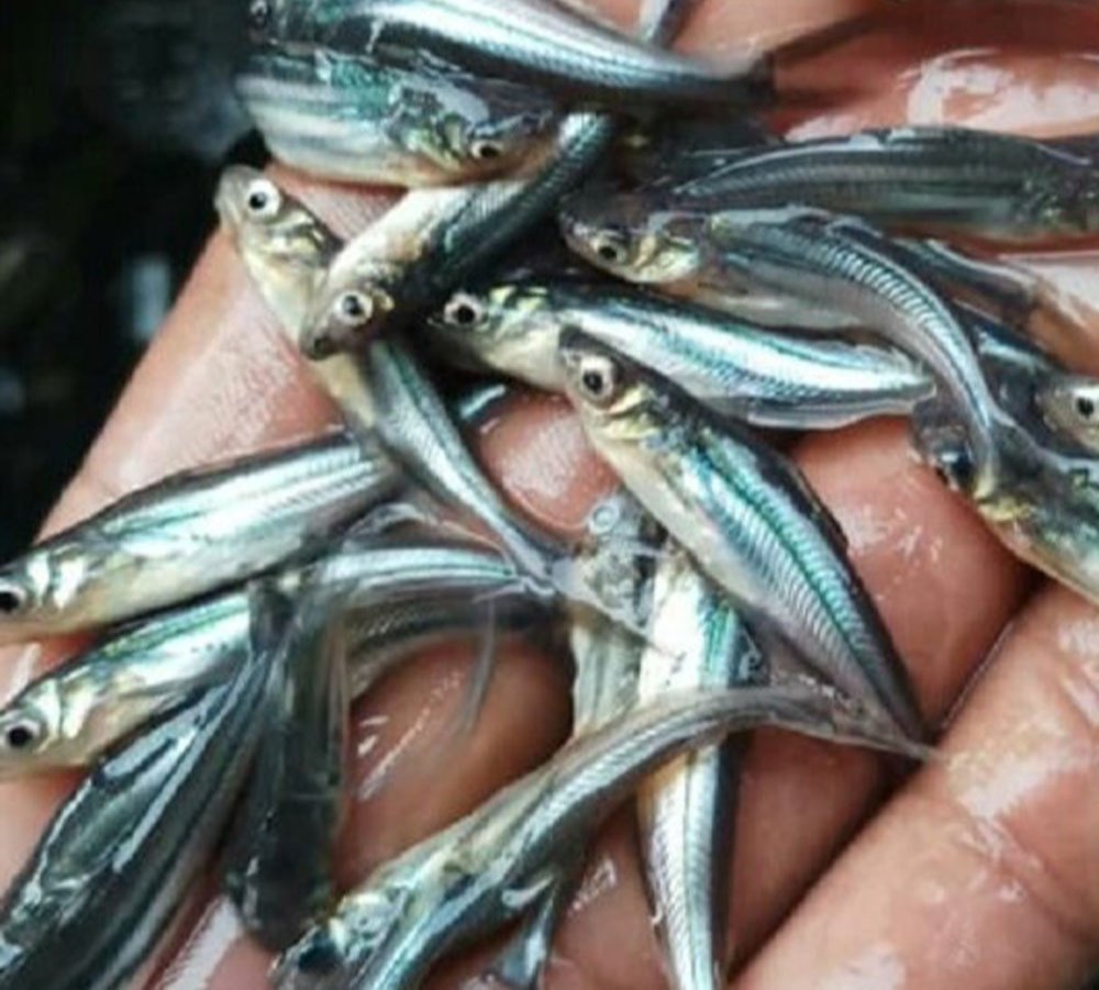 Black And Silver Pangasius Fish Seed, Size: 2 Inch