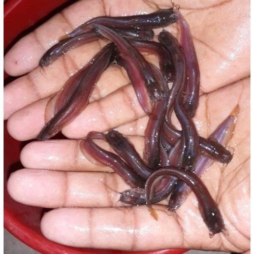 Desi Singhi Fish Seed, 25, Packaging Size: 10