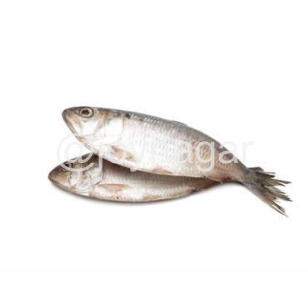 Frozen Raw Hisla Fish