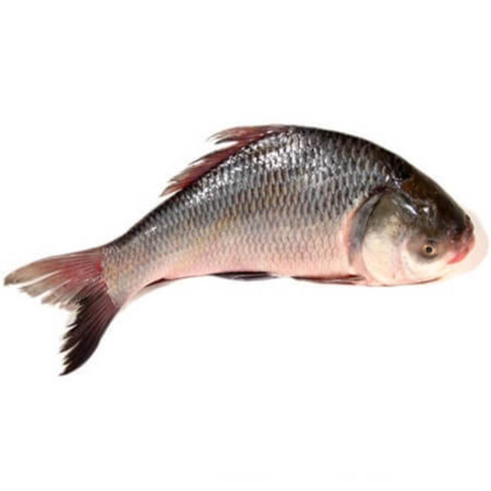 Catla Freshwater Fish, Size: 182 cm