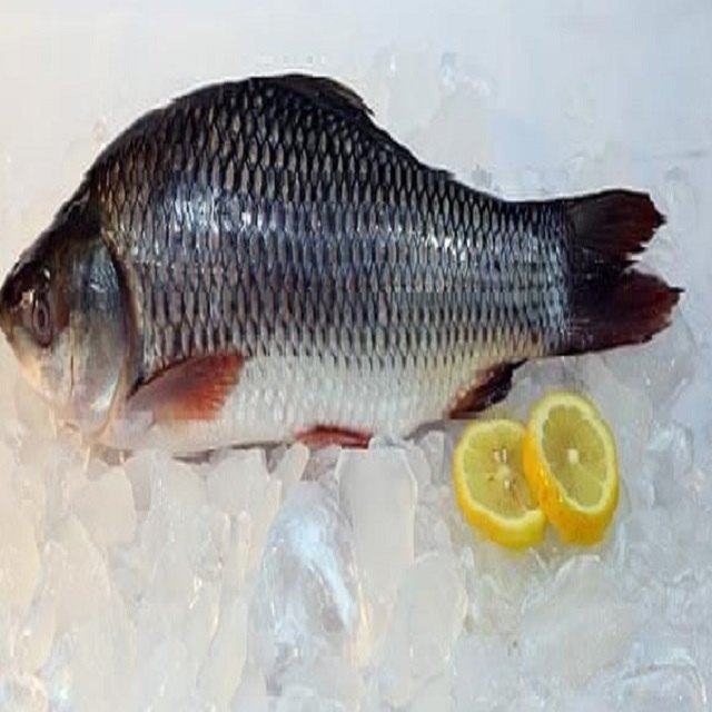 FROZEN ROHU FISH, For EXPORT, 10