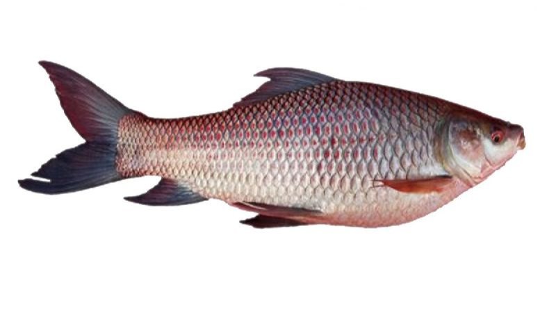 Rohu Fish, Packaging Type: Packet, 100 Kg