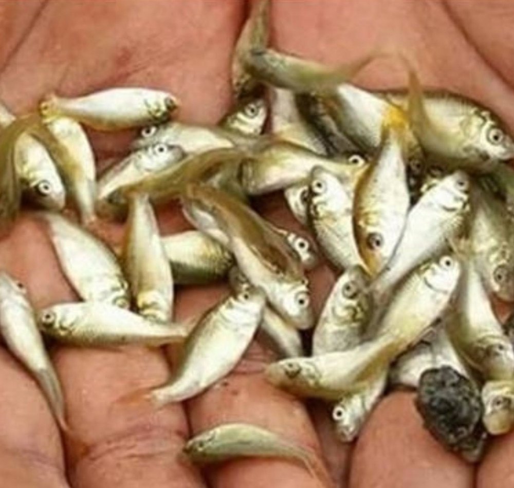 Rohu Katla Fish Seeds, Packaging Size: 1000 Pieces