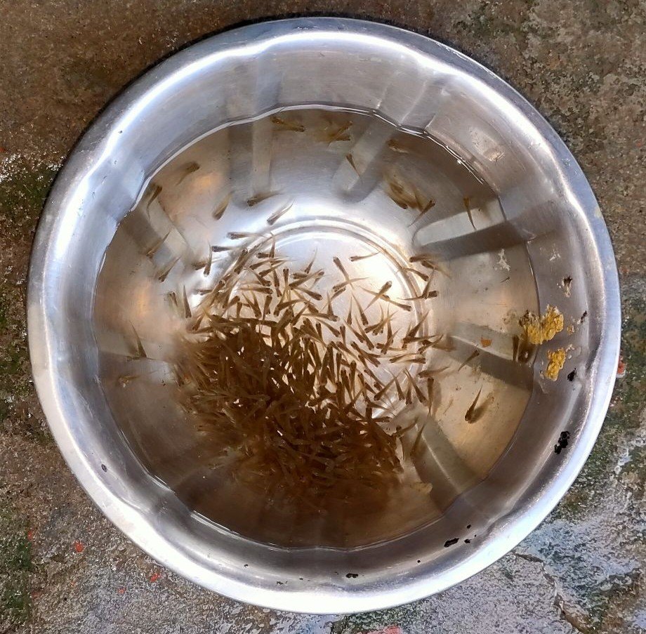 Rohu Fish Seed (Advance Fry), 20-30 Degree C
