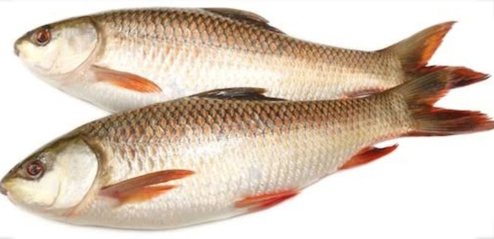 Rohu Fish Seeds / Rahu Fish / Rui Fish, Size: 1 Inch, 6kg