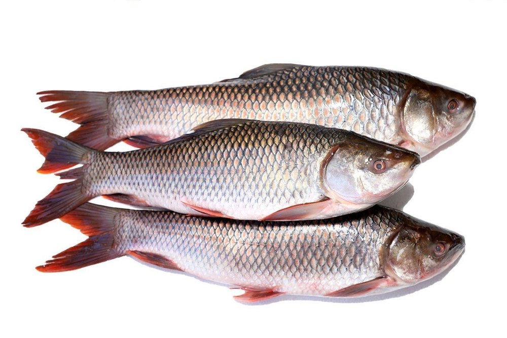 Rohu Fish, For Food purpose, Packaging Type: 1kg, Also Available In 550gm