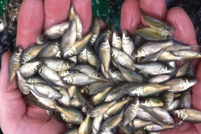 Rohu Fish Seed, 28-30 degree celcius, for Fish Farming