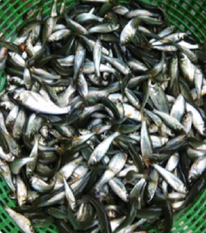 Rehu Fish Seeds, Packaging Type: Bag, 5 Kg