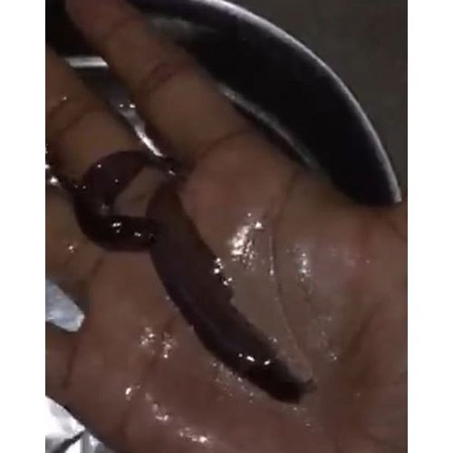Singhi Fish Seed, 20-30 Degree Celsius, Packaging Size: 3000 Per Drum