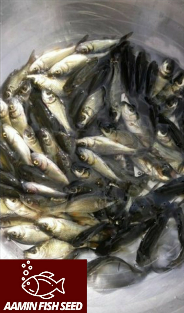Baby Rohu Katla Fish Seed, Packaging Type: Box