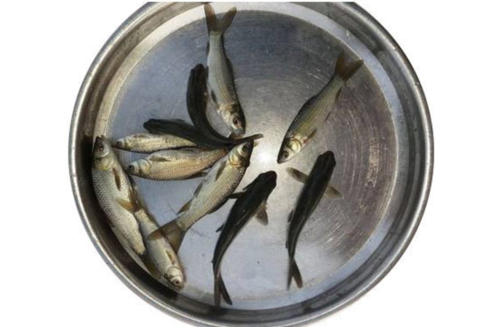 Rohu Fish Seeds, 30 Degree Celsius, Packaging Size: 1 Kg