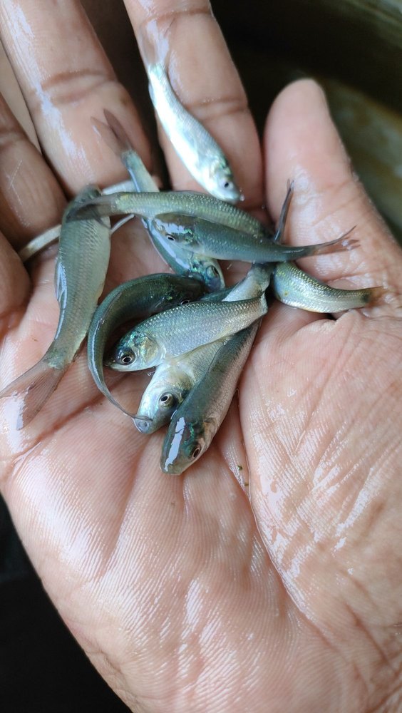 Rohu Fish Seed, 18-23, Packaging Size: 1.5 Inch