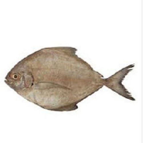 Silver Black Pomfret Fish