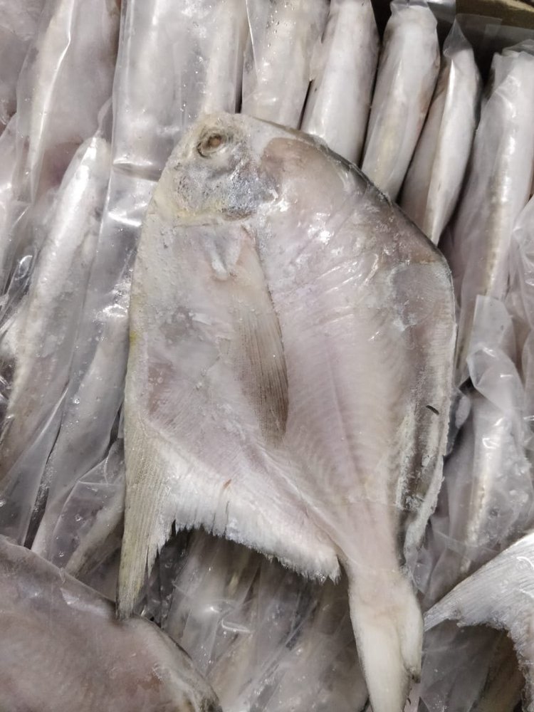 Frozen Silver Pomfret Fish