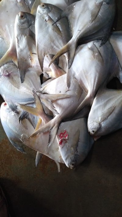 Silver Pomfret Fish