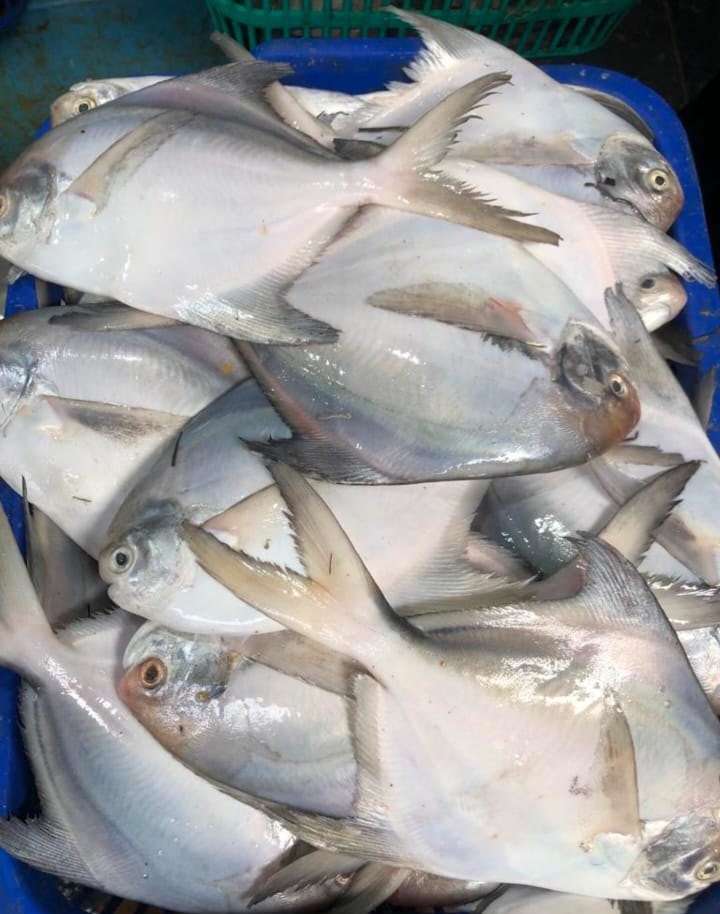 White Pomfret Fresh