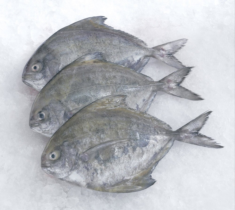 Fresh Chilled Black Pomfret