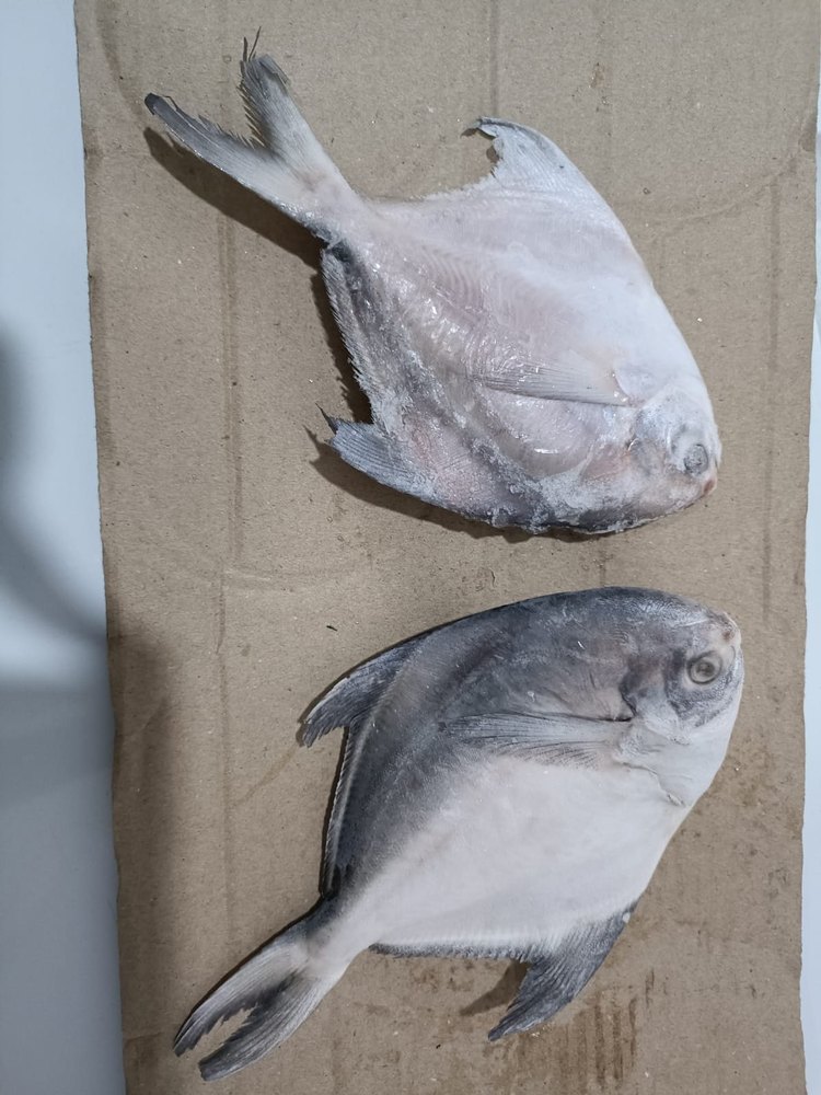 Frozen White Pomfret Fish (6 pcs)