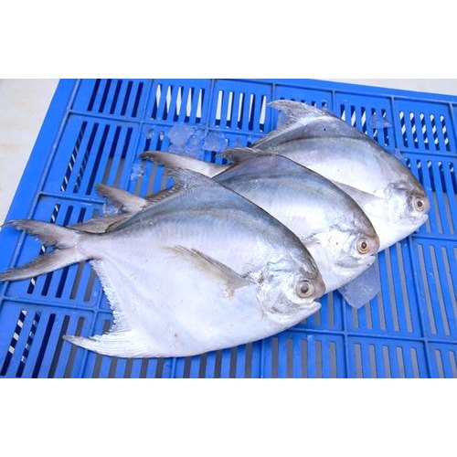 Frozen Pomfret Fish, Packaging Type: Plastic Bag