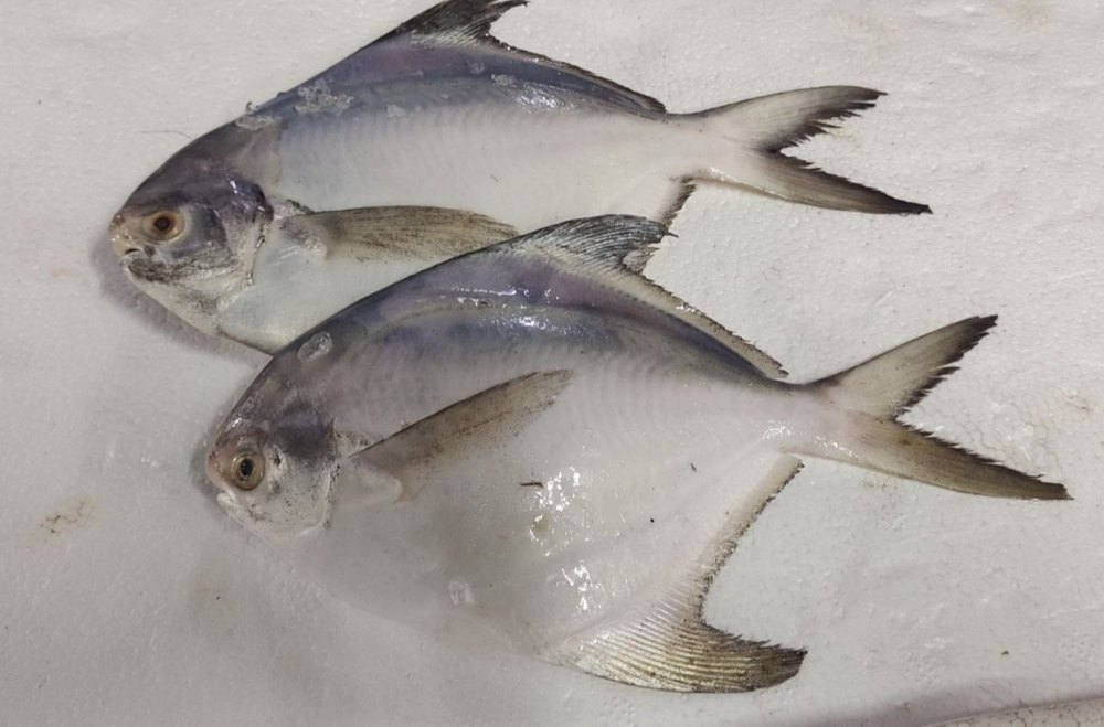Frozen White Pomfret Fish