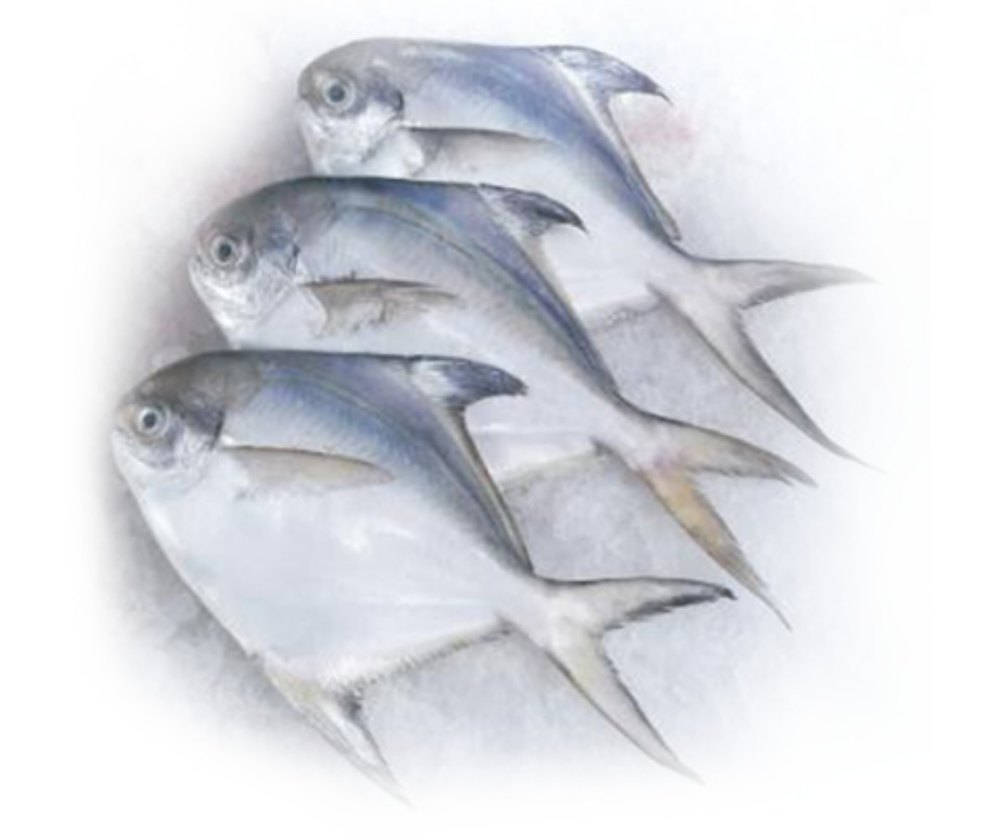 Silver Fresh Pomfret Fish, 5 Kg, Packaging Type: Packet