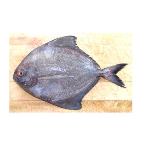 Black Pomfret Fish, For Restaurant