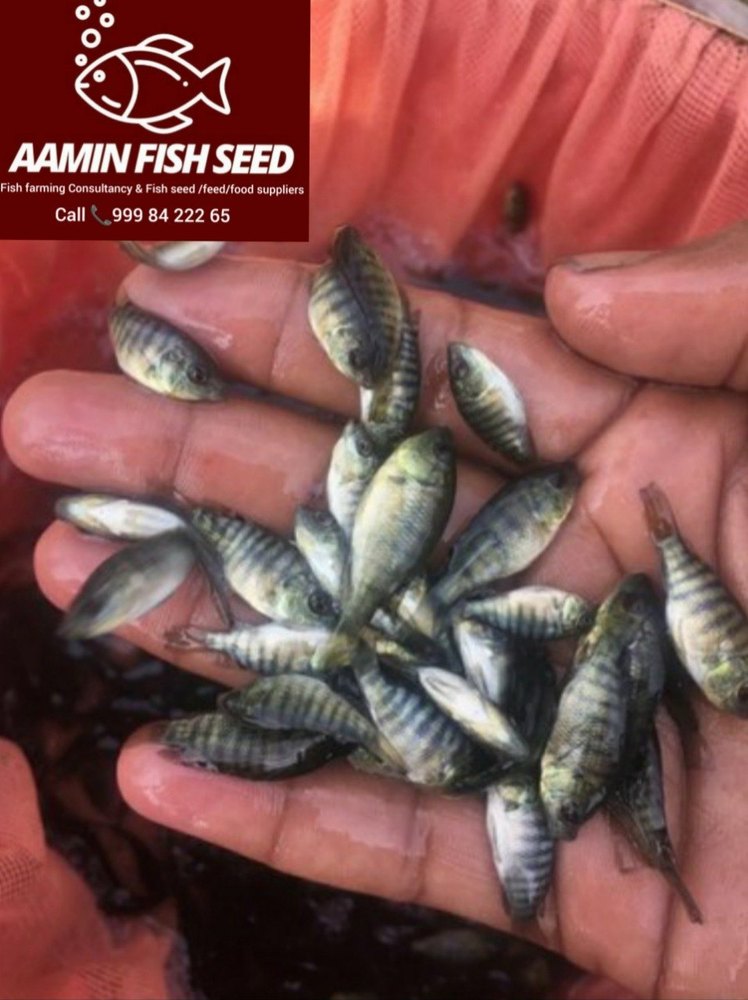 Gift Tilapia Fish Seed, Packaging Type: Box
