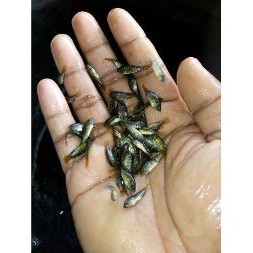 Monosex Tilapia Fish Seed, 20 Degree Celsius