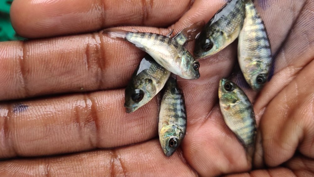 Monosex Tilapia Seeds / Oreochromis Niloticus / MST / GIFT Tilapia, 6-7 kg, Pack Size: 12 Inch X 12 Inch X 14.5 Inch