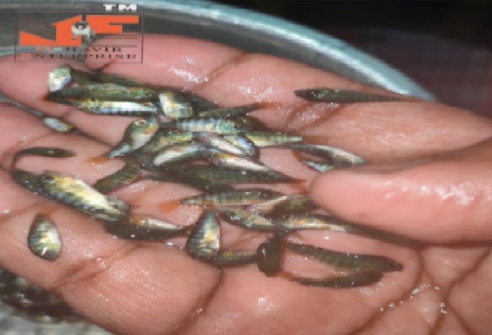 Gift Tilapia Fish Seeds, 26-40 Deg C, Packaging Size: 5 Kg