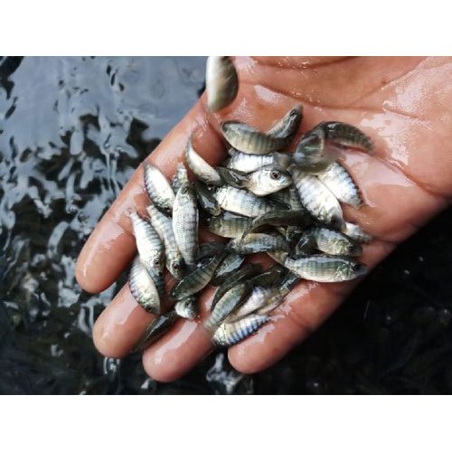 Tilapia Fish Seed, 72-74 Degree F
