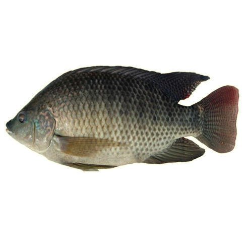 Silver Tilapia Fish, For Household, Packaging Type: Box
