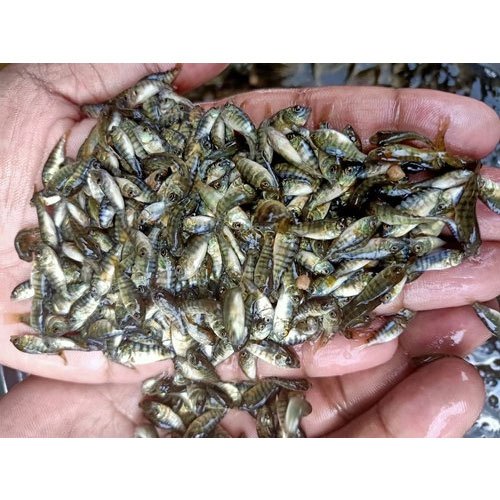 Monosex Tilapia Fish Seed, 20-30 Degree Celsius, Packaging Size: 1000 Piece