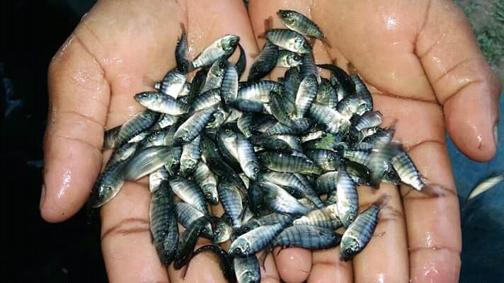 Monosex Tilapia Fish Seed, 5.5 Kg, Packaging Size: 14 Mm