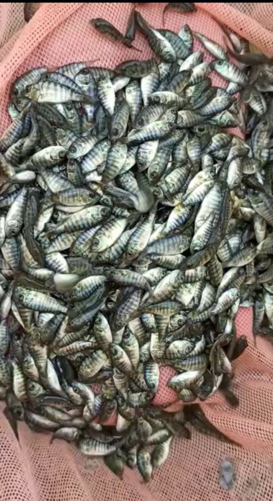 Monosex Tilapia Fish Seed, 6 Month, Size: 0.5 mm
