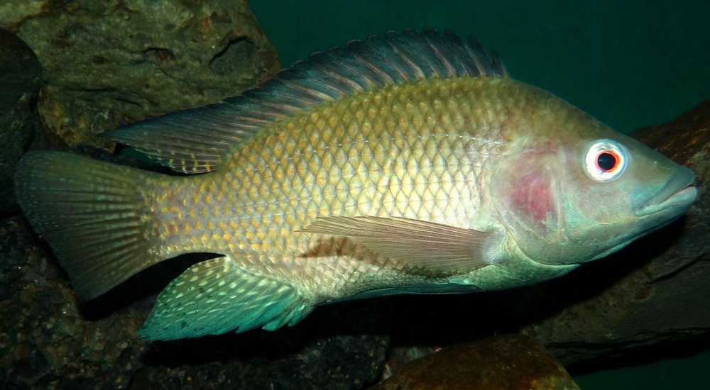 Tilapia, For Restaurant, 1KG