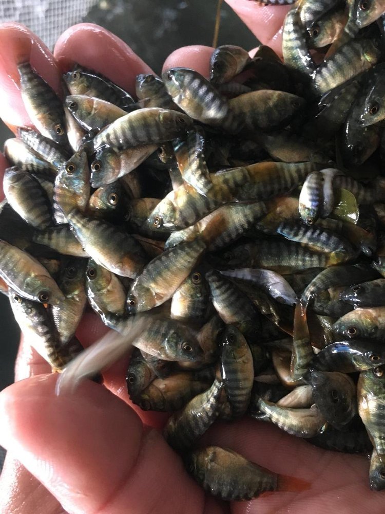 Monosex Tilapia Fish Seed, 20-30 Degree C, Packaging Size: 6 Kg