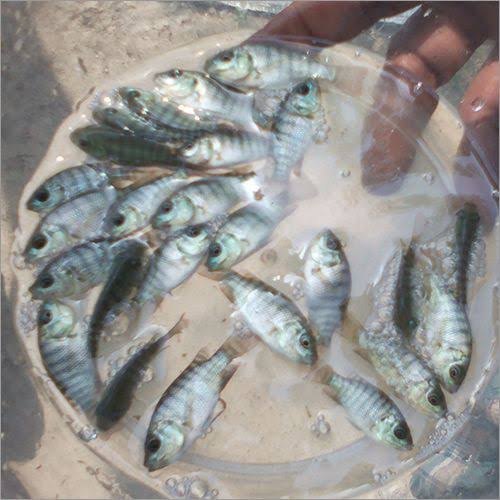Tilapia Fish Seeds, Cyprinus, 24-26 Deg C
