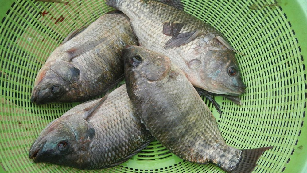 Frozen Tilapia Fish, For Household, Mess and Restaurant, Packaging Type: Thermocol Box