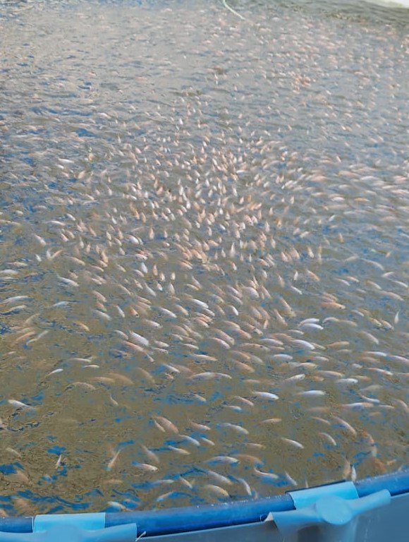 Red Tilapia Fish, For Restaurant, Bulk