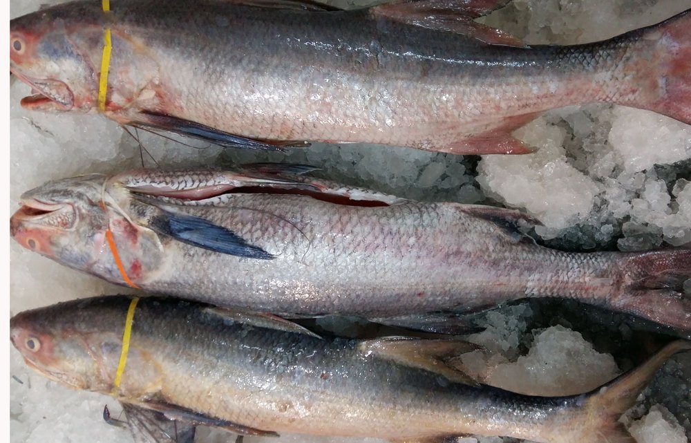 Rawas Fish, For Food purpose, Packaging Type: 1kg, Also Available In 550gm