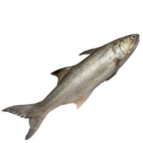 Indian Salmon fish, For Restaurant, Packaging Size: Packet