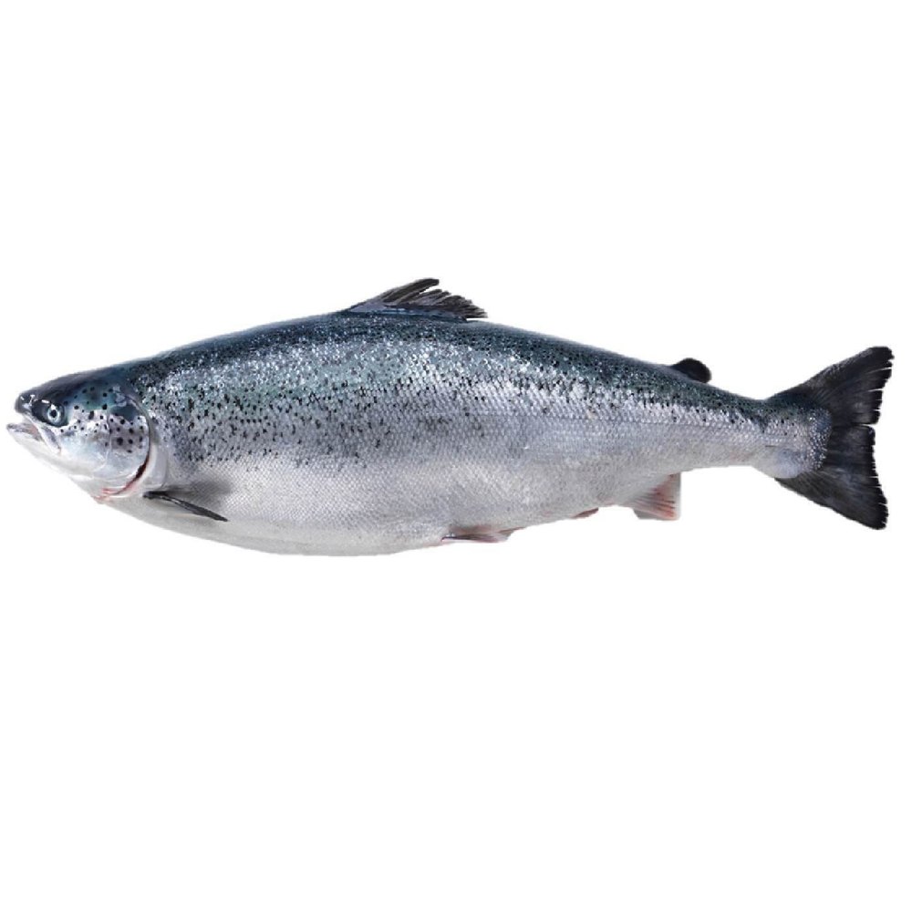 Fresh Whole Norwegian Atlantic Head On Salmon Fish