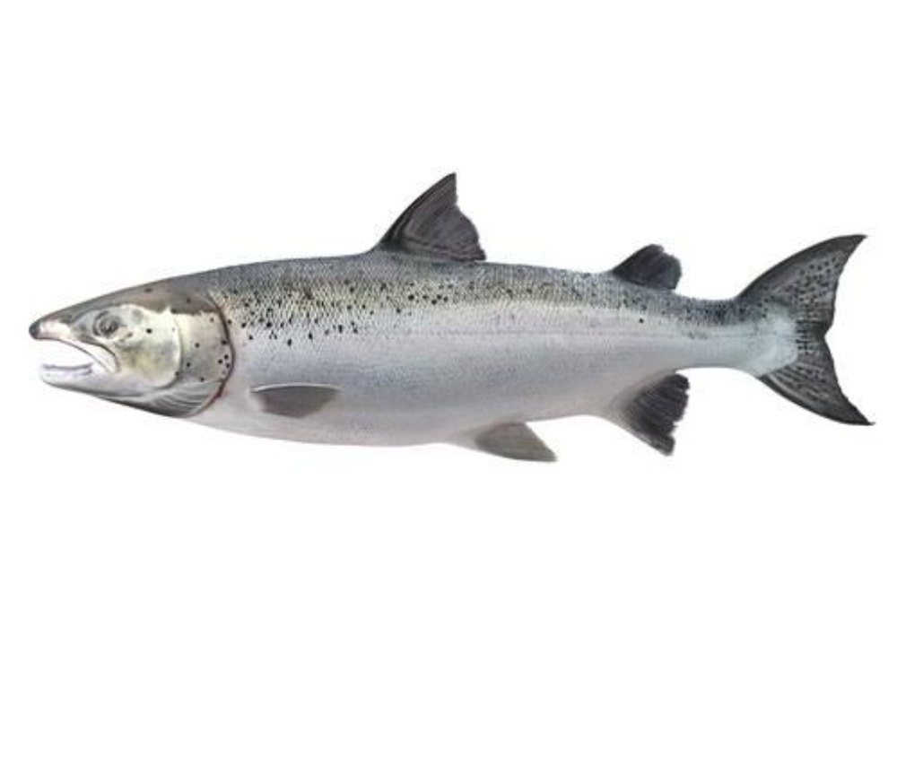 Fresh Salmon Fish, For Restaurant, 50 Kg